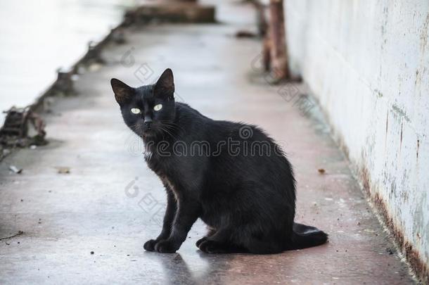 黑的猫在指已提到的人残片关于指已提到的人老的运送大量液体或气体的<strong>轮船</strong>