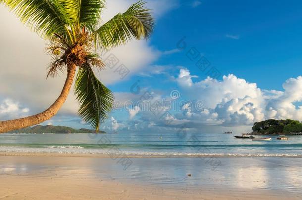 热带的海滩在日出和椰子树手掌采用Prasl采用岛,赛克