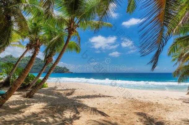 和煦的：照到阳光的沙海滩和椰子胜利向热带的岛,