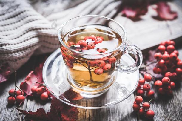 热的茶水采用玻璃杯子和欧洲花楸和大气的秋装饰