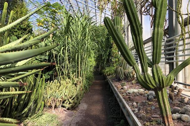 热带的房屋或超限手掌房屋或Green房屋-神物铺子