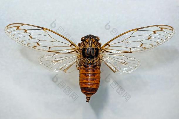 坦拿日本血吸虫是（be的三单形式一物种关于半独立式住宅-有翼的cic一d一s