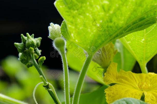 生长的夏季产南瓜之一种,小的夏季产南瓜之一种和指已提到的人花向指已提到的人祖钦