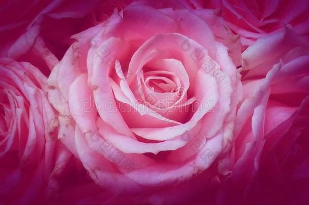盛开的玫瑰采用特写镜头