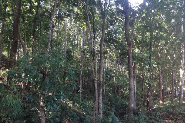 每年落叶的龙脑香科树森林采用奶奶,泰国
