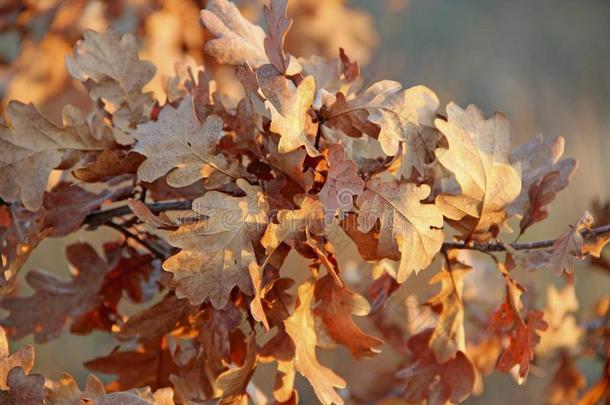 干的干燥的橡木制的树叶向树枝采用秋.秋来
