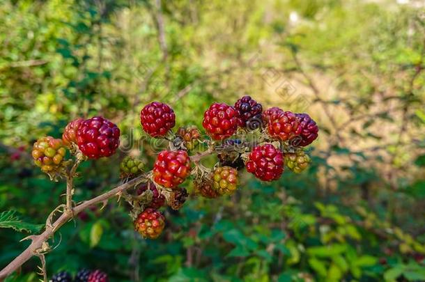 黑的和红色的黑莓采用一森林&#字母x28;悬钩子属植物乌米<strong>福利</strong>乌斯