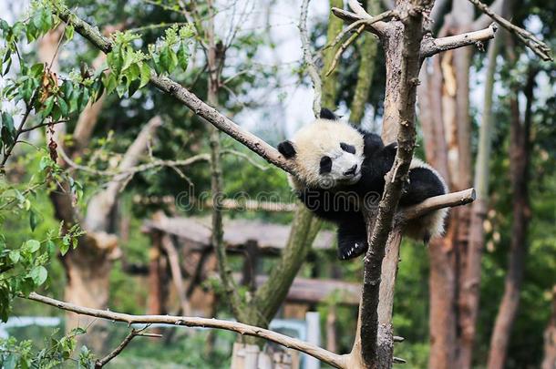 漂亮的熊猫宫趺熊猫大猫熊属梅勒诺卢卡动物园保护一