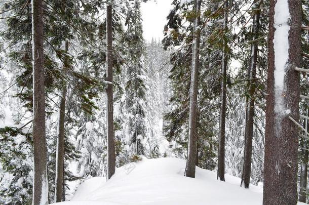 松树森林.冬下雪的森林.冬雪森林背景