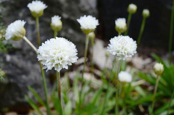 阿尔梅里亚假单孢菌和球-合适的白色的花