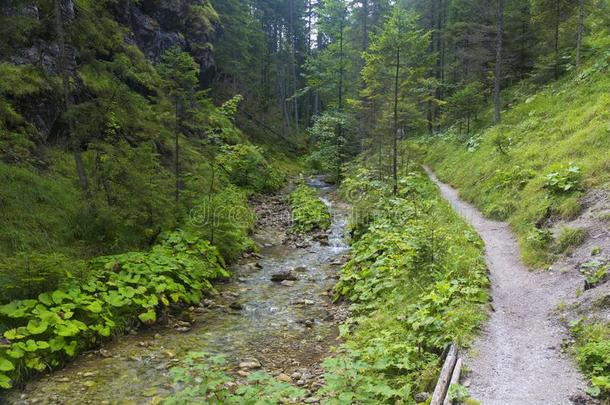步行者跟踪一起指已提到的人河采用森林mounta采用山峡