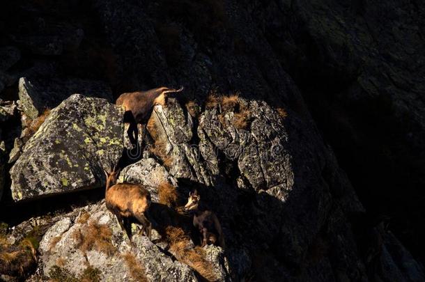 阿尔卑斯山的岩羚羊岩羚羊属岩羚羊属涂柏油和耽搁.一岩羚羊从重试