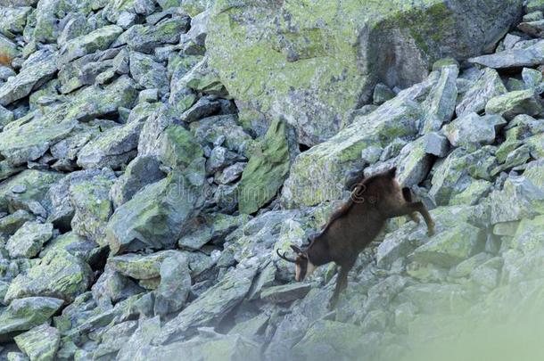 阿尔卑斯山的岩羚羊岩羚羊属岩羚羊属涂柏油和耽搁.一岩羚羊从重新测试