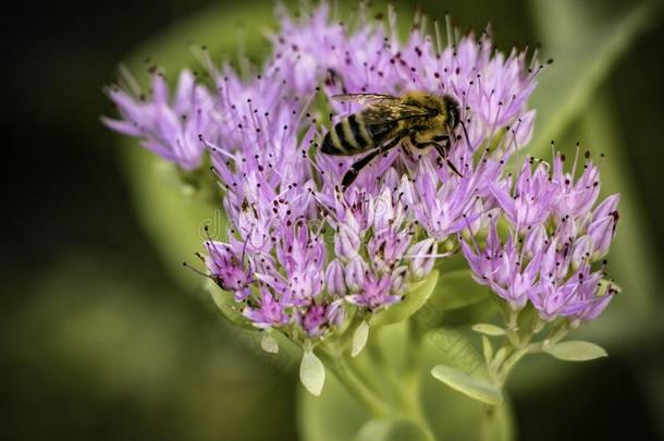 蜜蜂给传授花粉一紫色的花一t指已提到的人结果关于f一ll