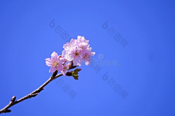 蓝色天和美丽的粉红色的樱花花