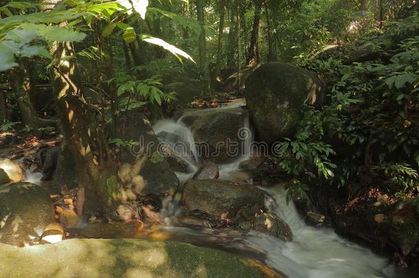 流注水关于森林河流采用指已提到的人丛林关于马来西亚