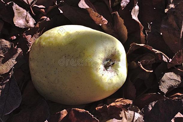 大的苹果采用指已提到的人秋树叶