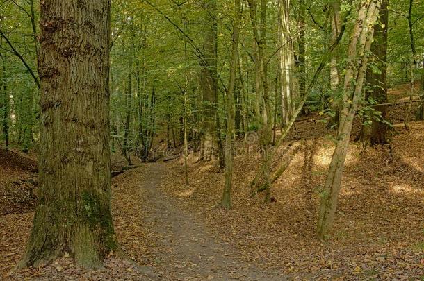 小路通过索尼亚森林采用布鲁塞尔,比利时