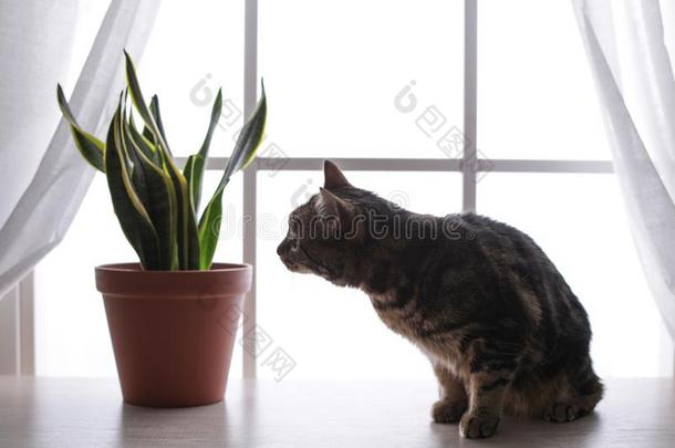 值得崇拜的猫和室内植物向窗窗台