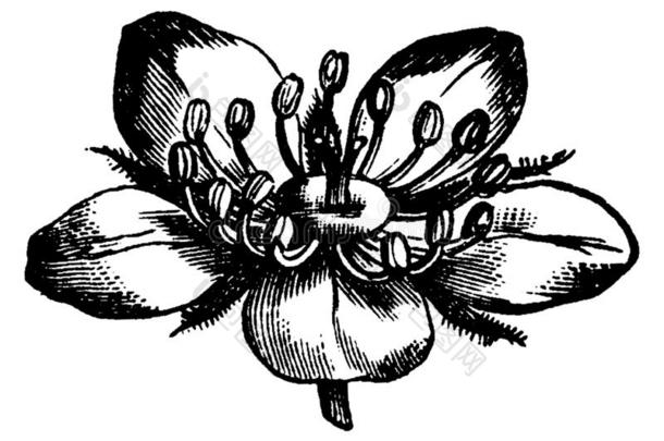 龙牙草花,酿酒的版画