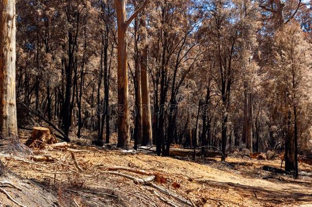 澳大利亚人森林后的指已提到的人严肃的林区大火采用登上弗兰克兰身份名称