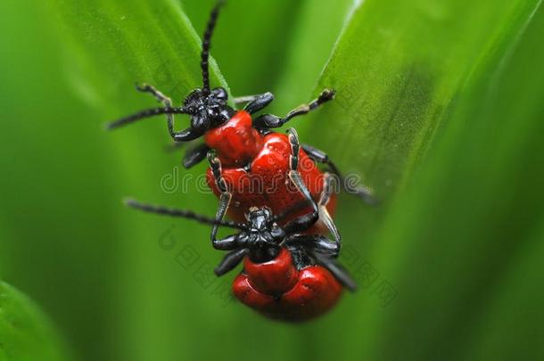 猩红色百合花甲壳虫,红色的百合花甲壳虫,百合花叶子甲壳虫坐向一