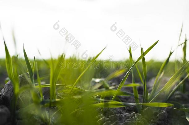 年幼的小麦刚出芽的幼苗生长的向一田采用一utumn.年幼的绿色的