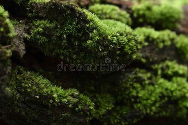 特写镜头,绿色的苔藓向吠叫采用ra采用forest,热带的自然游戏《传奇》服务端下的一个文件夹名