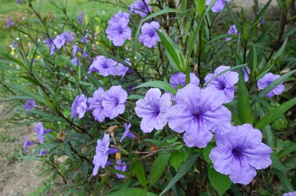 紫色的卢莉娅土<strong>豆花</strong>是盛开的满的关于树采用Gobon蓬