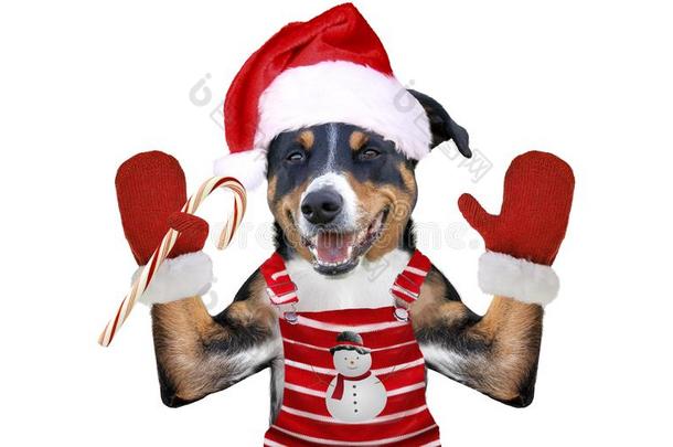 圣诞节狗采用SociedeAnonimaNacionaldeTran英文字母表的第19个字母port英文字母表的第19个字母Ae