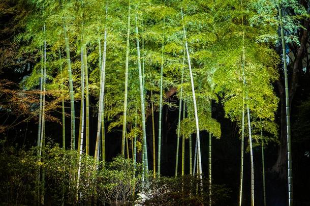 光-在上面竹子小树林关于人力车