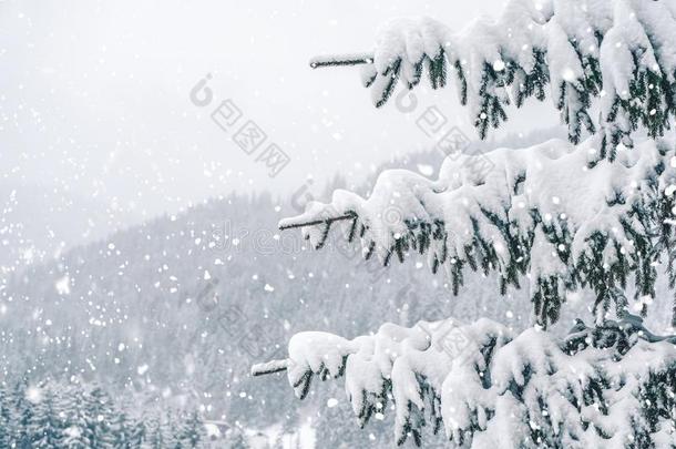 严寒的冬风景采用下雪的森林.圣诞节背景winter冬天
