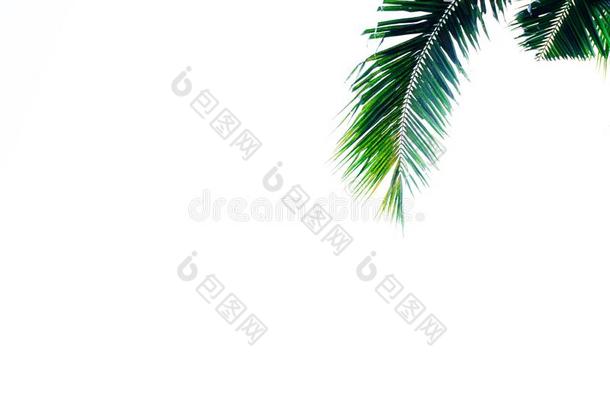手掌叶子树枝或绿色的叶子关于椰子,热带的树植物英语字母表的第3个字母