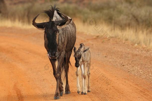 蓝色羚羊的一种牛羚<strong>金牛座</strong>家庭,母亲和婴儿.