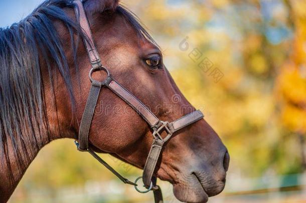 美丽的优美的马,特写镜头肖像关-在上面.马向Thailand泰国