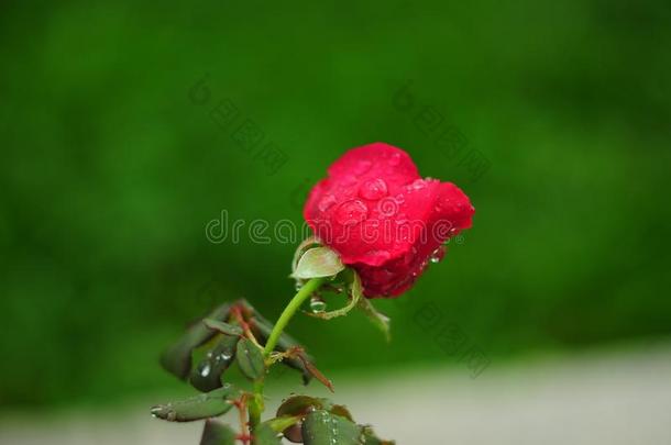 大大地雨点向一明亮的红色的蔷薇花蕾,m一crophotogr一phy