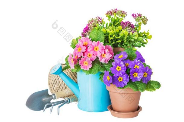 盆栽的花,洒水一ux.能够和花园工具向一白色的b一ckgrou