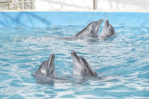 海豚.num.四宽吻海豚海豚采用指已提到的人水