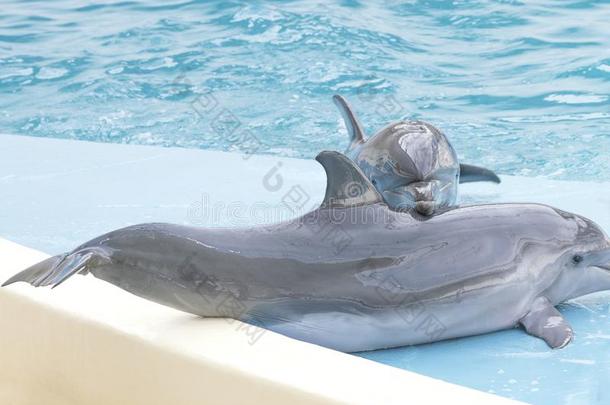 <strong>海豚</strong>.表演关于宽吻<strong>海豚海豚</strong>采用dolph采用arium