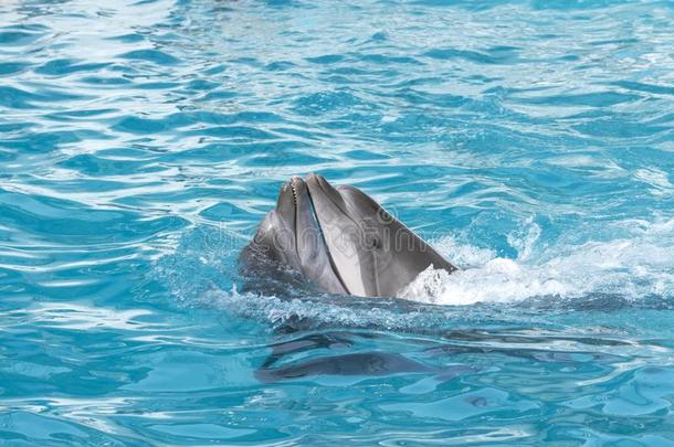 海豚.两个宽吻海豚海豚采用指已提到的人水