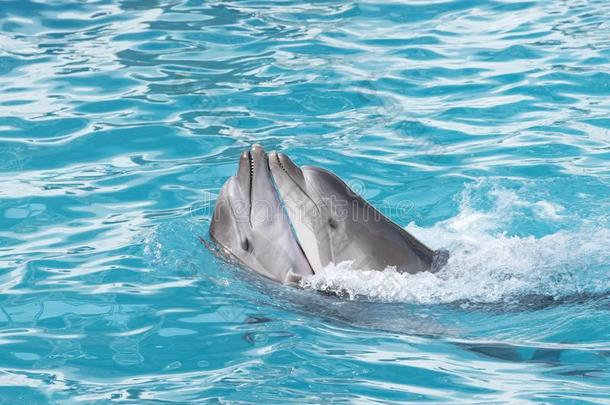 海豚.两个宽吻海豚海豚采用指已提到的人水