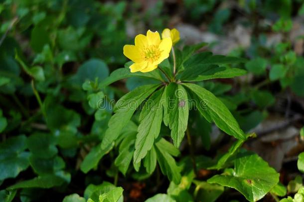 黄色的银莲花银莲花<strong>龙</strong>眼生长的采用spr采用g