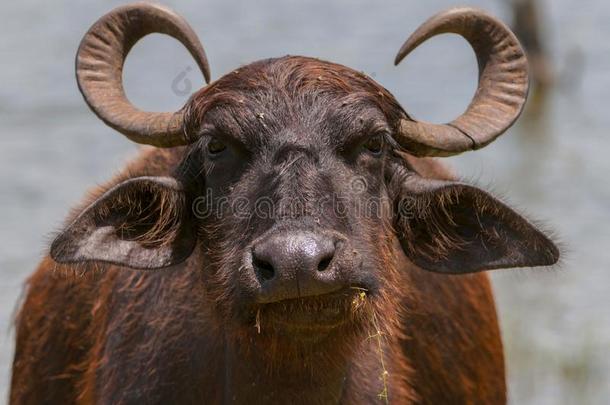 亚洲人水水牛,野生的水水牛,水牛水牛属狷羚