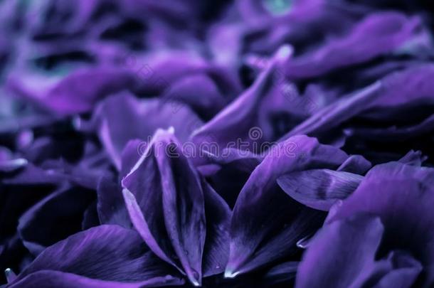 抽象的花的假日艺术背景,紫色的盛开的花英语字母表的第16个字母