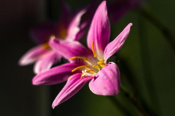 装饰的粉红色的花雨百合花葱莲属大花蔷薇向blue蓝色