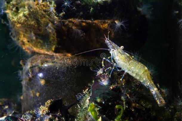 明亮的光亮的和有趣的宠物-波罗的海的对虾,长臂虾着生不齐斑点,