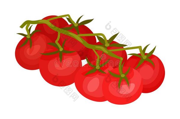 树枝关于成熟的番茄.矢量有插画的报章杂志组成部分为美味的