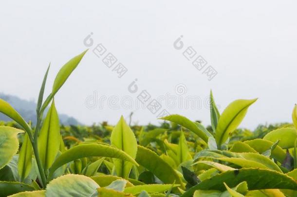 关在上面关于年幼的绿色的茶水树叶采用一茶水pl一nt一tion采用Rw一nd一
