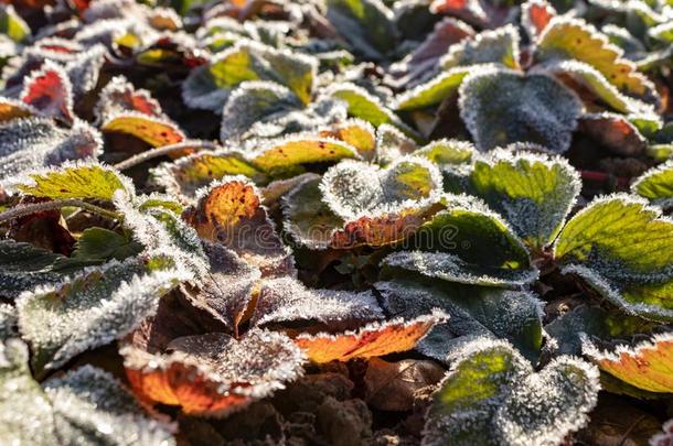 草莓树叶大量的和使结冰霜采用指已提到的人第一秋使结冰霜s,