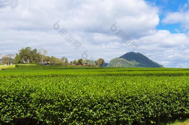茶水种植园和绿色的和云采用田茶水